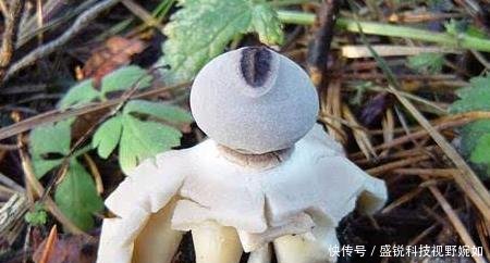  不能吃|若你老家有这种野生物，请保护，别让城里人采去卖钱，它