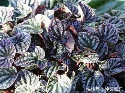  『未成熟』喀西茄，全株含有毒生物碱，未成熟果实毒性较大。
