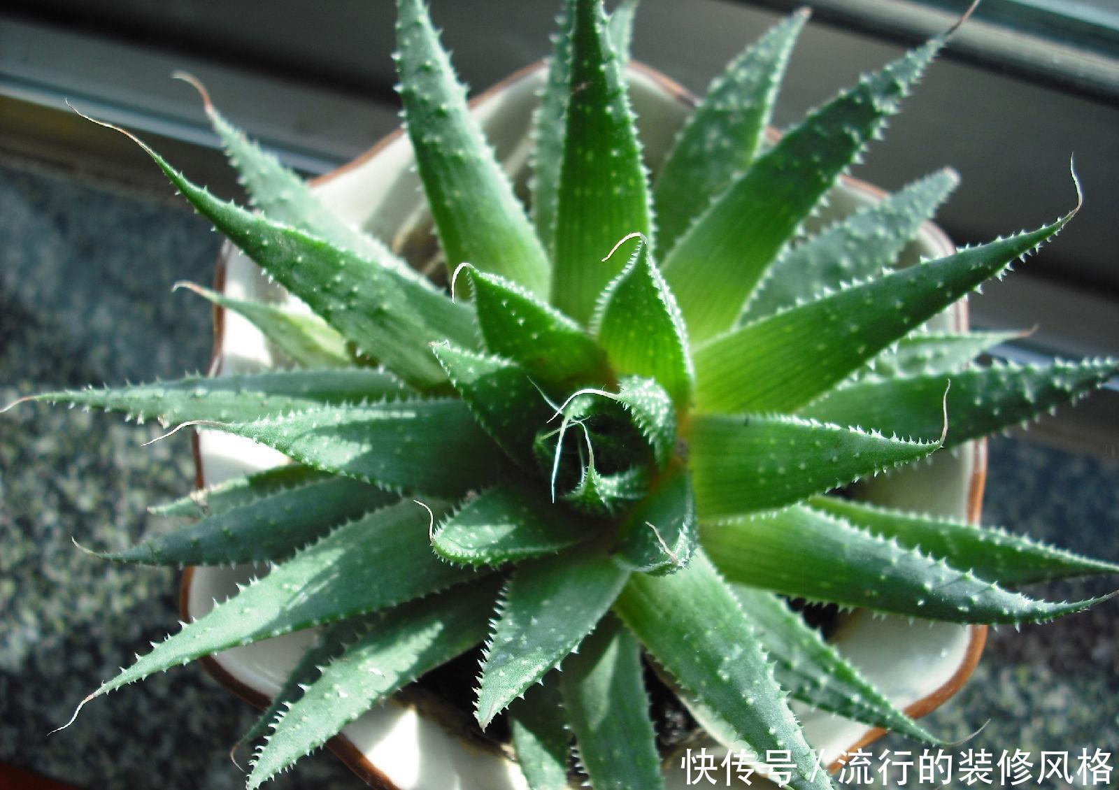  『老桩』简单的芦荟换盆方法，植株一年猛长成老桩
