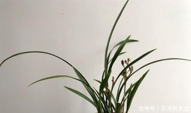 「机液肥」养兰花,试试这种“树枝”,催根长旺,叶子绿油油,管用