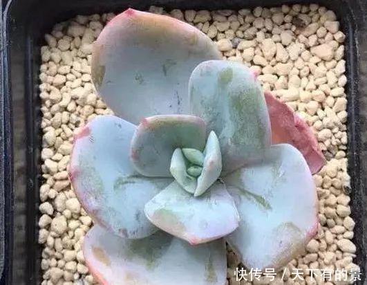 #春天#春天多肉不上色,夏季该怎么办?注意3点,每片叶子都五彩斑斓