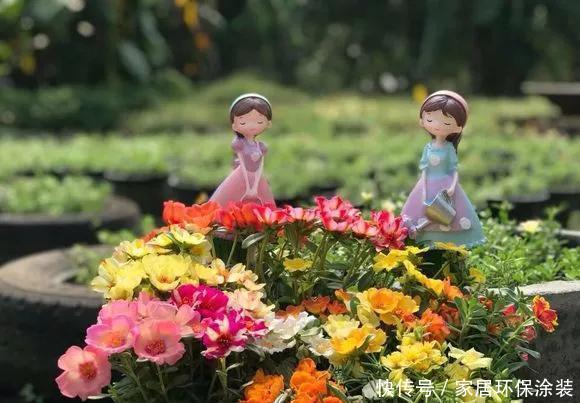 #品种#太阳花竟也有这么多品种,开成花海,也能成为惊世美景
