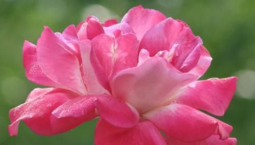 海豚花■喜欢幽香淡雅,家养这似款小花,花香溢满屋,花朵艳丽迷人,超美