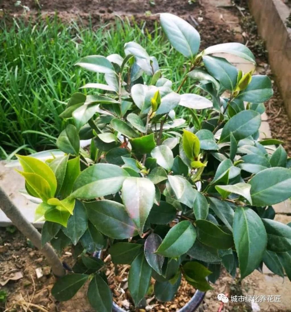  #技巧#茶花在新芽期怎么施肥，薄肥多次旺芽是关键，茶花安全施肥技巧
