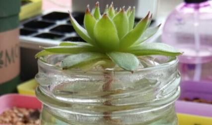  「天南星科」桌上都喜欢放盆植株，水培干净受欢迎，漂亮的观音莲可以一试