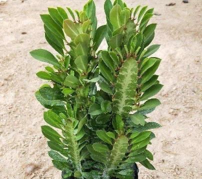  『全家』“甲醇、甲醛”怕2种植物，家里养一盆，呼吸舒畅，全家都健康