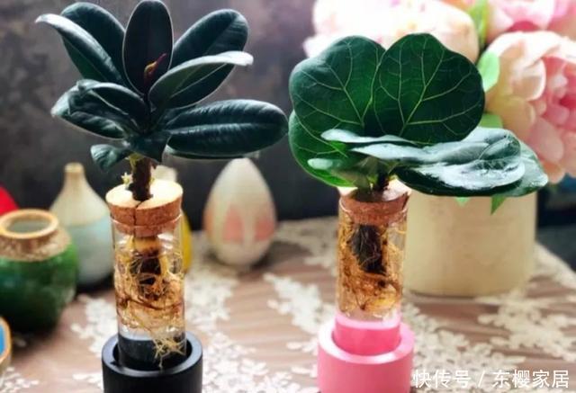 #试试#养不好的花,试试无土水培,几天长出大白根,还能开花呢!