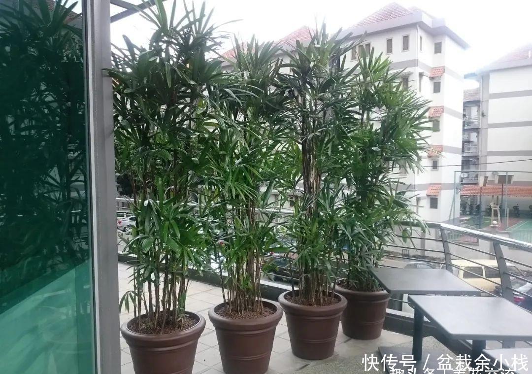  『室内』适合养小盆里的棕榈植物，具热带风情的棕竹，可增加室内氧气含量