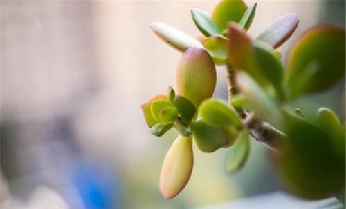  [植物]叶片肥厚的景天科植物，多肉燕子掌，怎样常年保持鲜绿？
