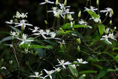  花钱：农村这种“祛风湿”植物好用不花钱，开着五瓣小白花，你