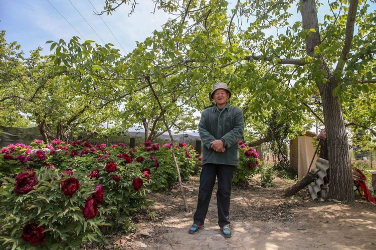  『欣赏牡丹花』71岁农民耗时40年家门口建牡丹园，1株镇园之宝10万不卖，啥样子