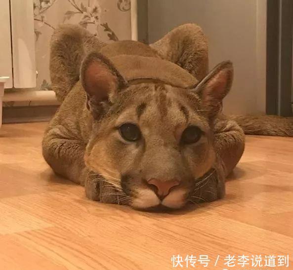 美洲狮咬坏东西被爸爸一通训斥,接着它就扑到