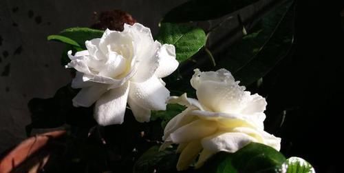 栀子花:栀子花开始长花苞,做好这4点,花苞多,开花质量高!