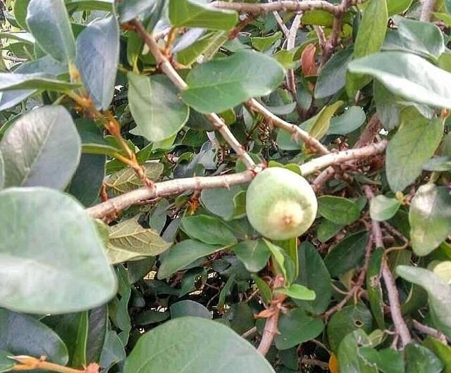  『制作凉粉』这种植物名叫薜荔，看着不起眼，想不到是做凉粉的好材料