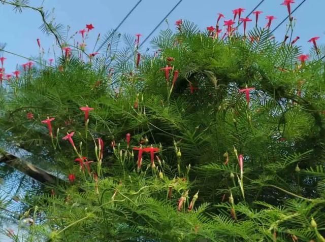  [窜成]18种花，挂窗台窜成绿窗帘，天热了遮阴真凉快！