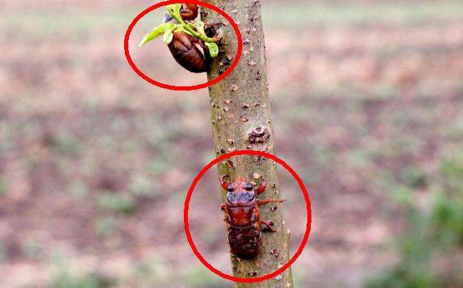 农村雨后收稀罕物，100元一斤，含有丰富的营养物质