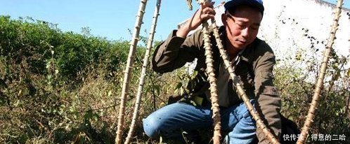 它被称“全球最丰产作物”，为啥种的人少每亩5吨不是问题