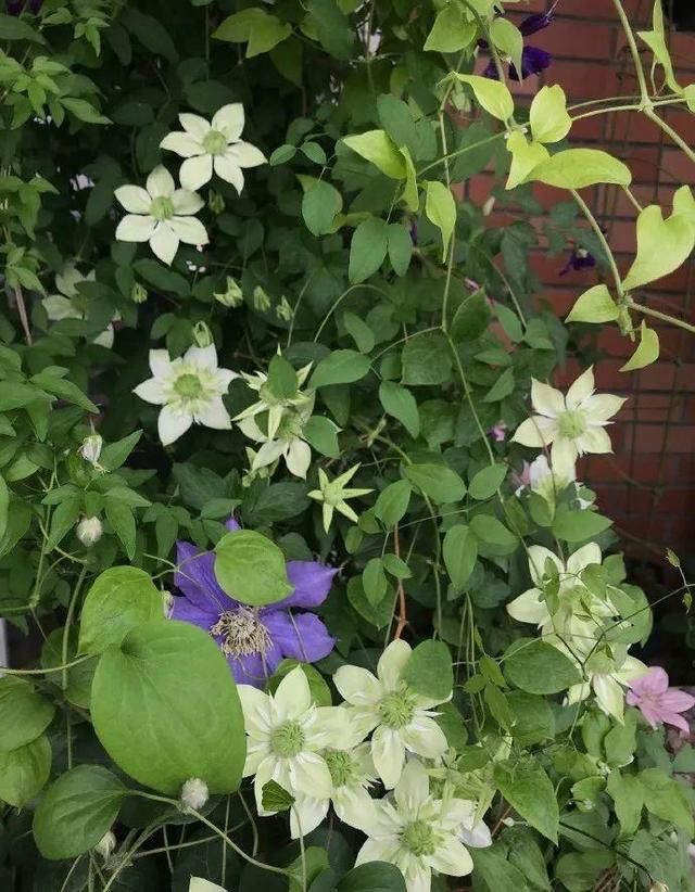  「球老师爱吃薄荷冰淇」封闭阳台养花，防盗窗有大用，1平米也能变花园！