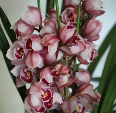  『花箭』养好“大花蕙兰”，一个小妙招，花箭“3倍“射，花朵一串又一串
