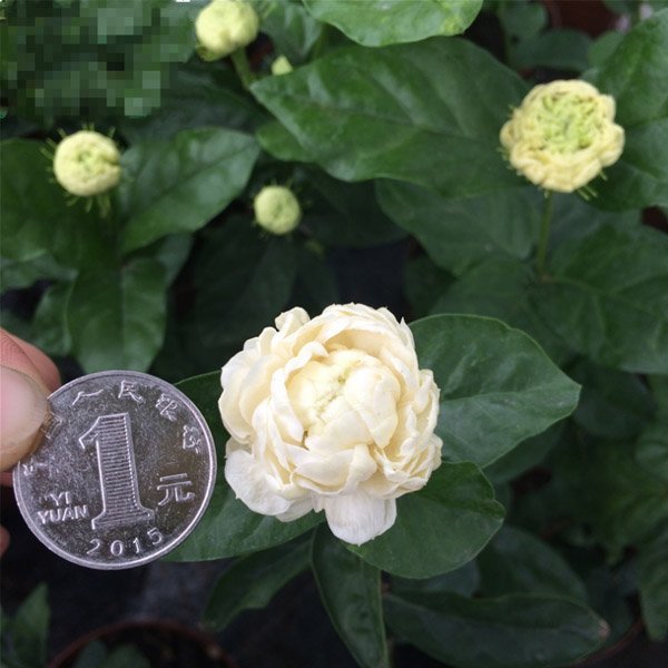  室内阳台■比香水还香的9种花卉盆栽，净化空气好打理，非常适合懒人养