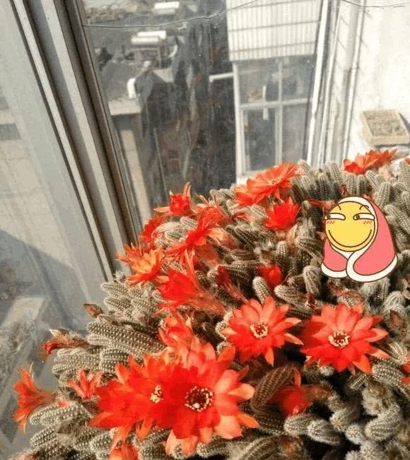  『根枝』这花长得像毛毛虫，掐根枝就活，1个月爆满大缸！