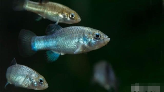 被遗忘的鱼，生活在小水塘6万年未离开，如今全球只剩38条