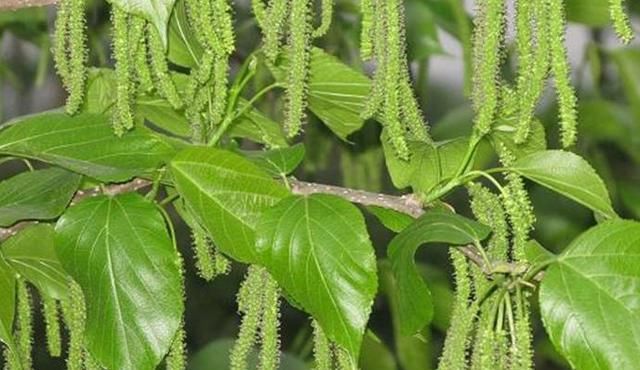  收益@农民种植它，亩收益一年近10万，却很少人愿意种，这是为啥？