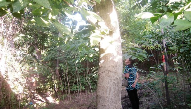  价值堪比黄■一种植物农民砍树剥树皮卖，殊不知花才是宝，价值