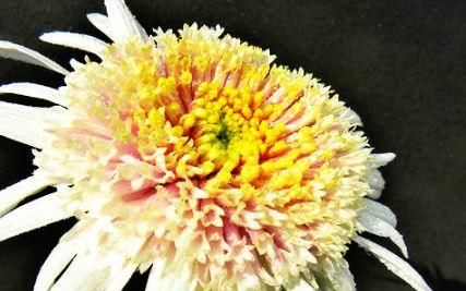  #果汁阳台#喜欢玫瑰，不如养盆“珍奇菊花”盘龙彩桂，似白玉藕粉，分外妖娆