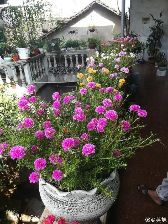 春天：20种春天爆盆花，阳台养一盆，天一暖和就开爆！