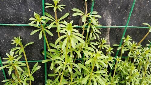 农村这野草满身是刺，猪吃了就病倒，殊不知价值珍贵，20元一斤