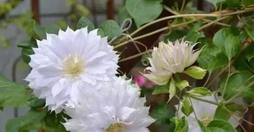  [园艺师]被誉为“藤本植物皇后”的杰克曼铁线莲，堪称植物认第一。