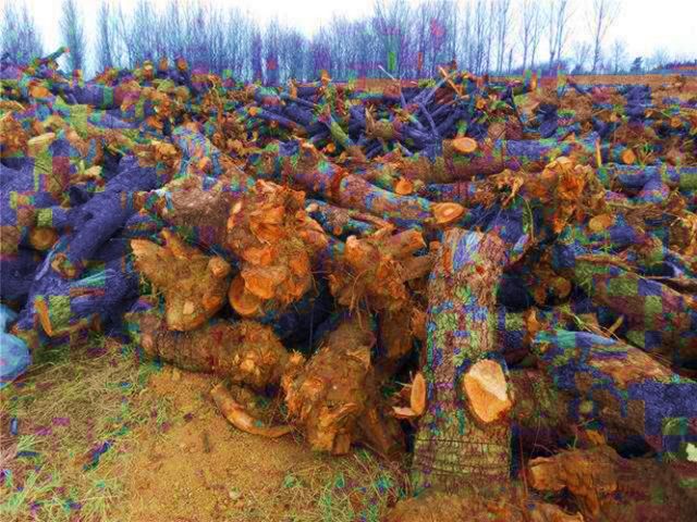  「果树」苹果今年便宜了，有果农采摘完苹果就砍掉果树，这种方