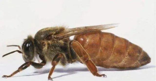  蜂王：蜂群中有蜂王，为什么还会工蜂产卵养蜂人告诉你原因