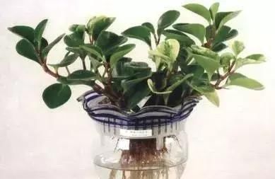  『水里面』在水培植物水里放上这些，再也不怕烂根和黄叶！