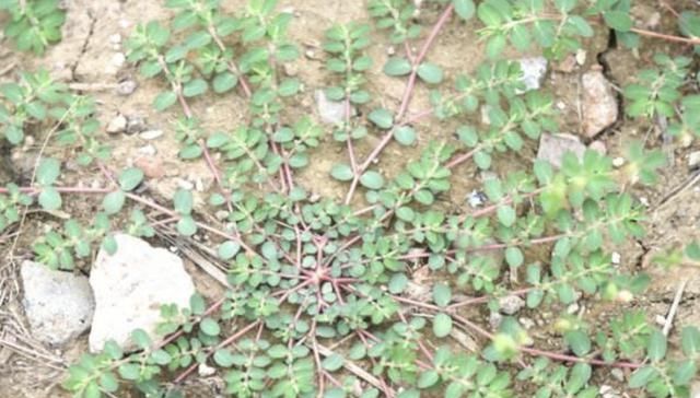  「蜈蚣」农地里，1种杂草奇特，枝条像“蜈蚣”，人称“千根草”