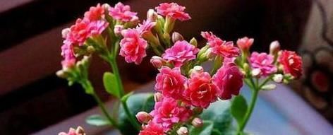  寓意吉祥：“3种花”漂亮又好养！可放卧室和客厅，文雅又清新，看你家有吗