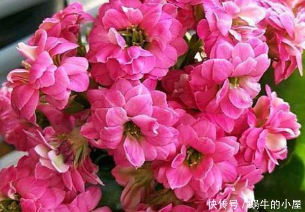「富贵」3种“富贵花”,增添福气又养眼,尤其第三种,“富贵”上门来!