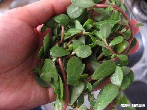 马齿苋加淘米水，睡前洗脸，三周轻松祛斑，脸蛋雪嫩光泽如水豆腐