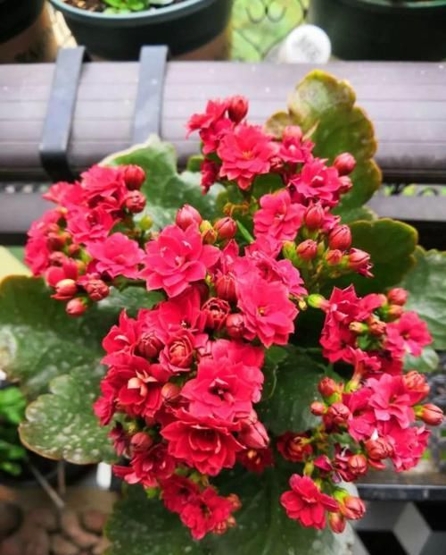  花养@长寿花养出大粗枝，一年到头不窜芽，该剪就得剪！