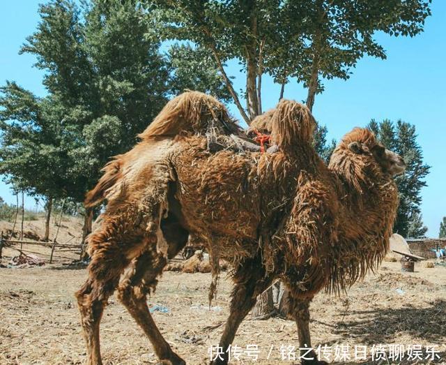  湖泊：国内最“争光”沙漠，治理25年遍布湖泊，如今收益高达百