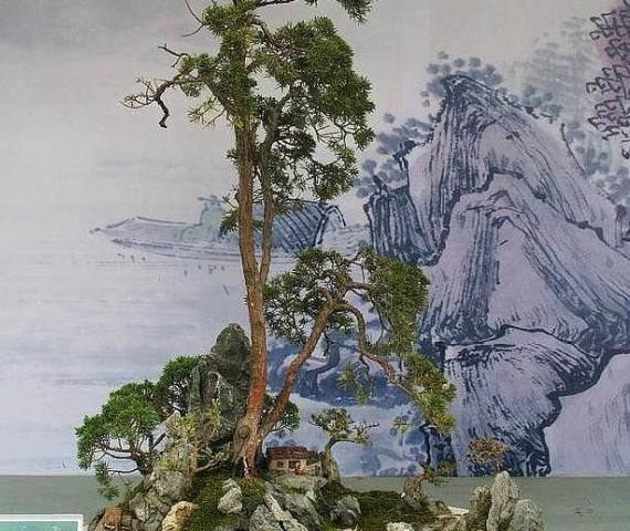 【可养】4种“绝美”的盆景树,惊艳不昂贵,喜欢都可养在家中,但要细心