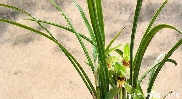 #开出#不同的兰花授粉后,第二年会开出好花吗