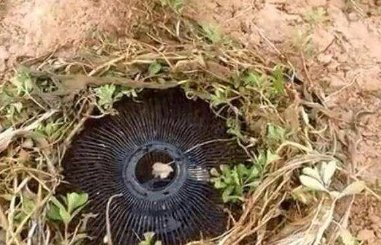 美女把废弃电风扇埋进土里，第二天一看满满的惊喜!这样都可以?