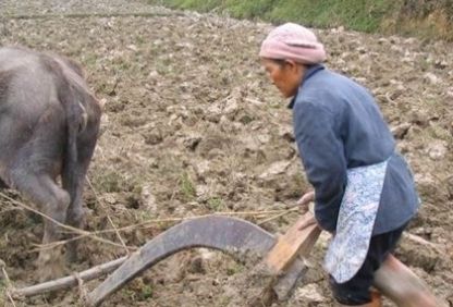  孩子|此物曾是农村80后孩子的田间美食，如今有钱都很难买到了！