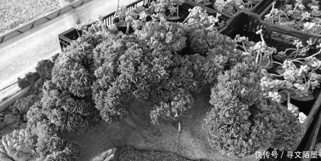 『品种』给多肉植物砍一刀,一株变多株,花盆都装不下了!