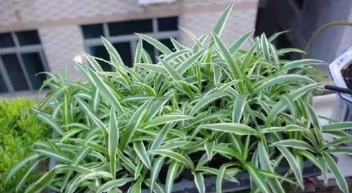 【寓意】这3类植物,寓意好,净化空气'吸'甲醛,欣赏价值高又好养