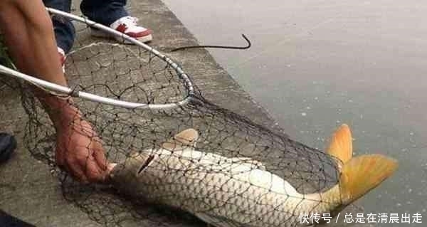 优点@退水后,鱼难钓?那是你不了解这几个关键,不是老钓友根本想不到