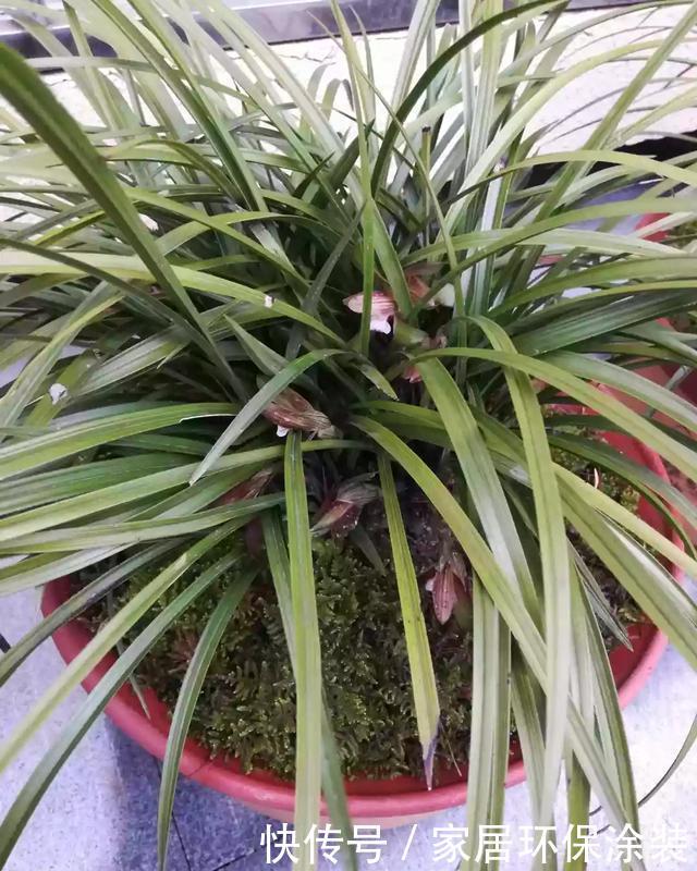  [些花友养]兰花养爆了盆，春天1个小技巧，分出20盆，瞬间变大户！