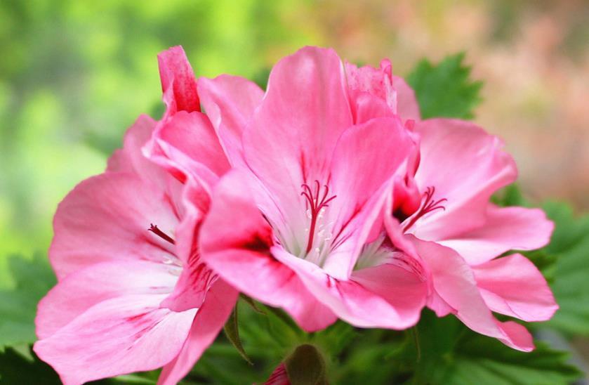  #艳丽#喜欢在家中养护漂亮花卉，就选择花色丰富多样，艳丽漂亮的花卉